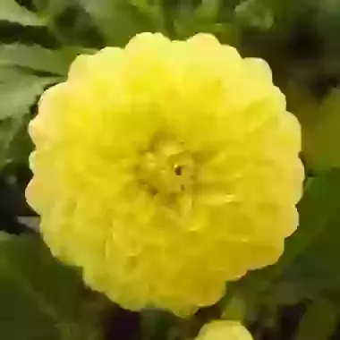 Glorie van Heemstede